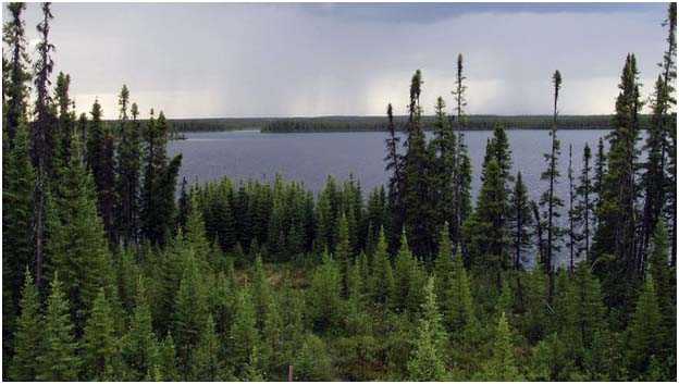 boreal_forest_of_northern_canada