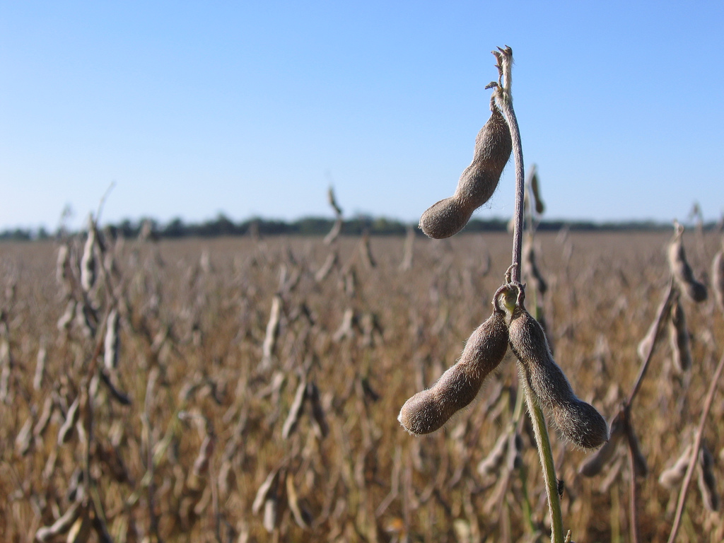 soybeans