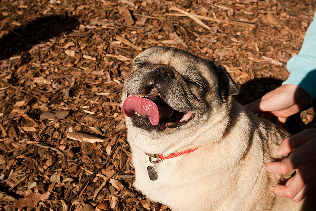 Photo: flickr/What a Happy Face 319/365