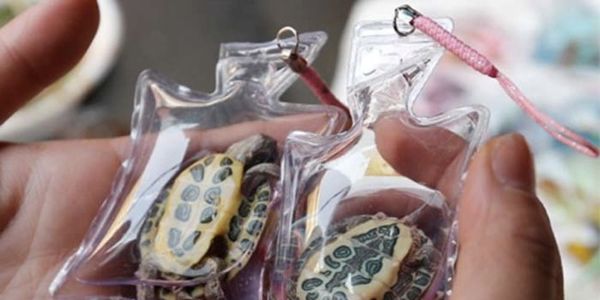 Activists seek ban on selling live animals trapped in plastic