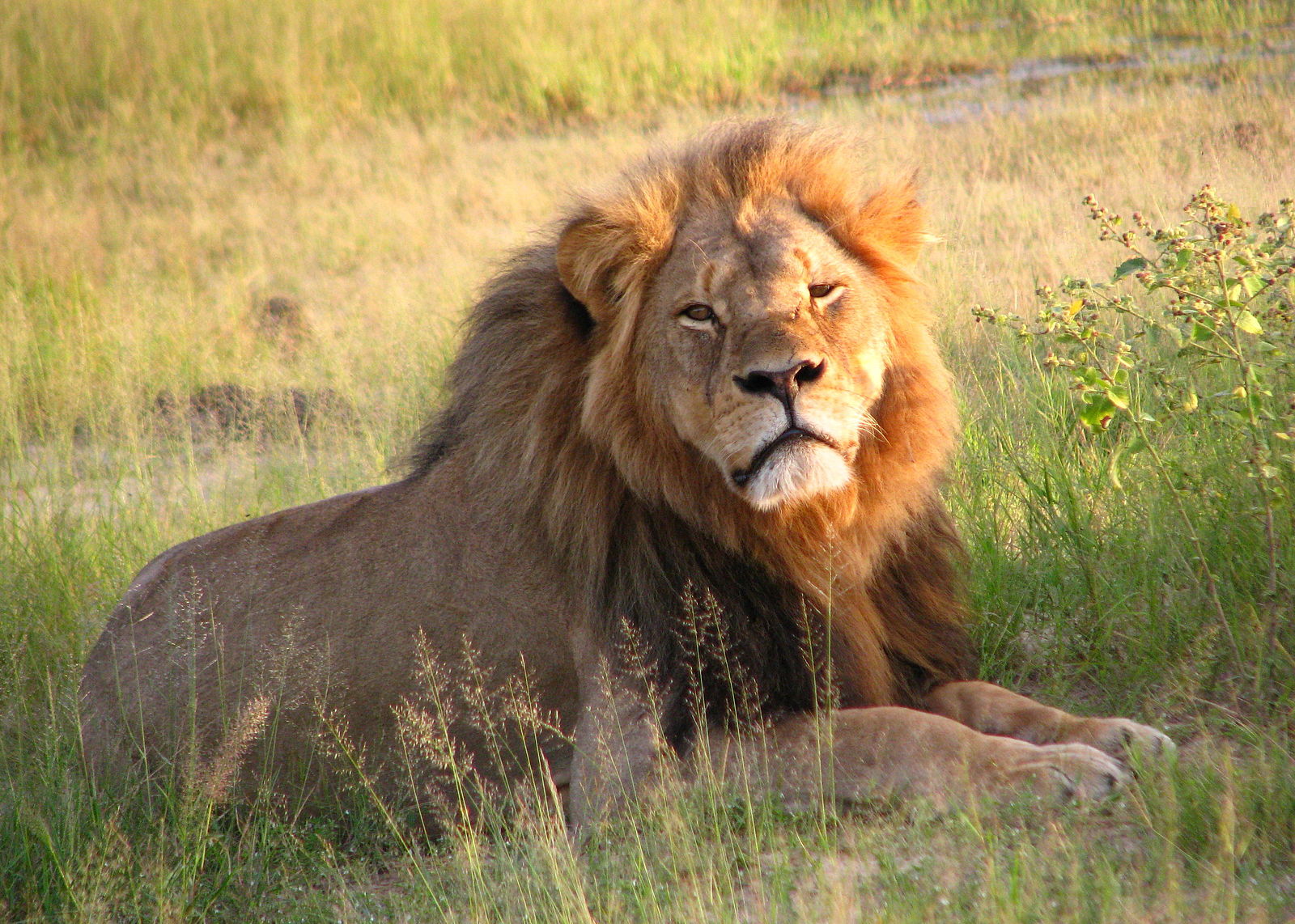 1600px-cecil_the_lion_at_hwange_national_park_4516560206