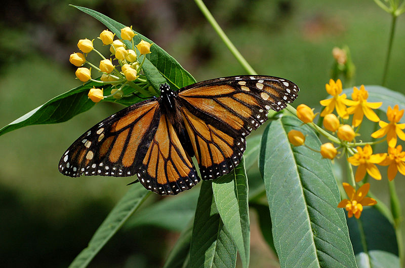 800px-monarch_butterfly_danaus_plexippus_on_milkweed_hybrid_2800px