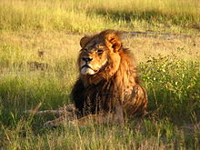 cecil_the_lion