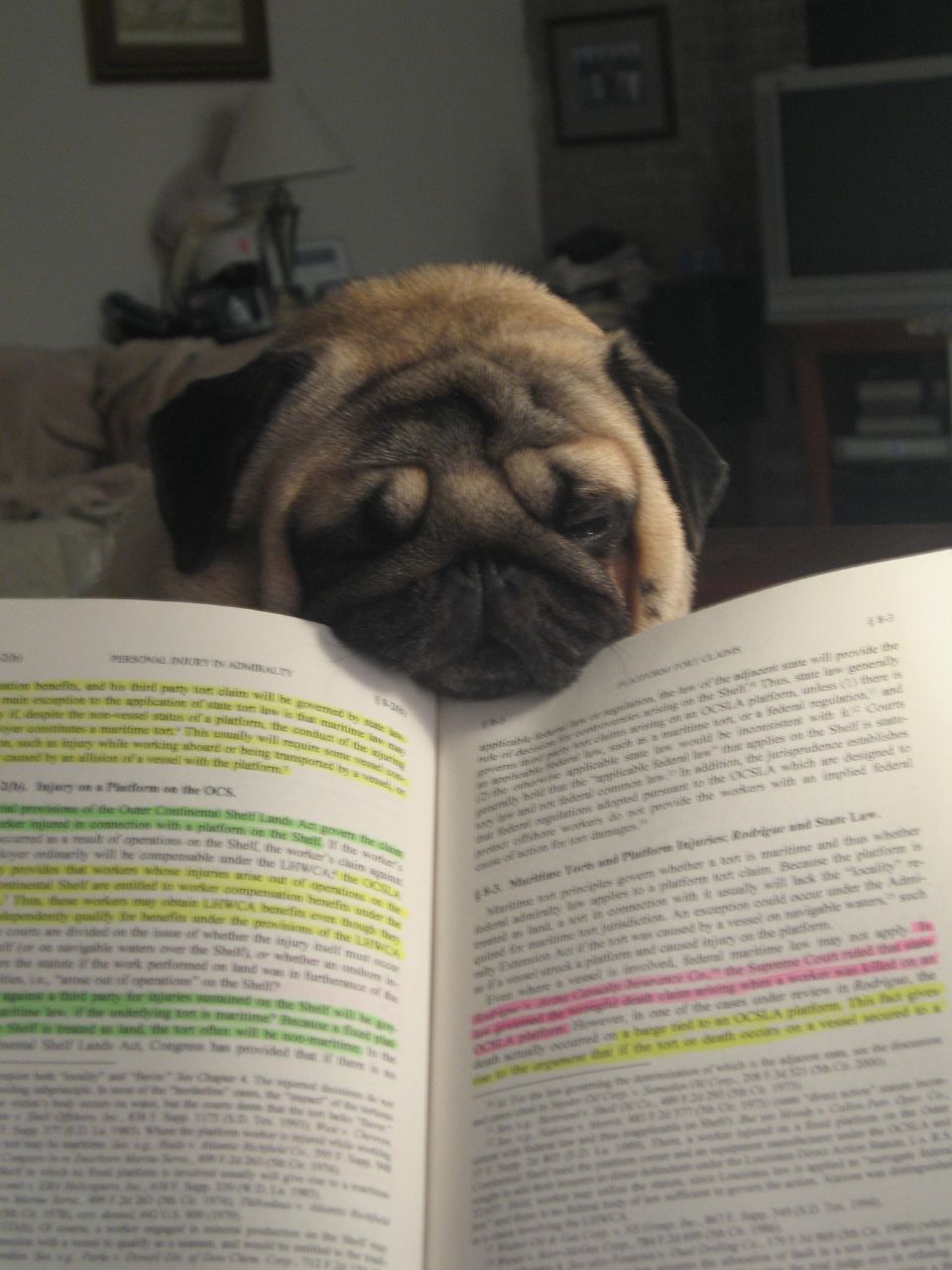 Pug reading book