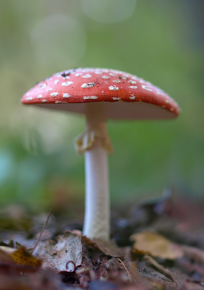 fly_amanita_ii