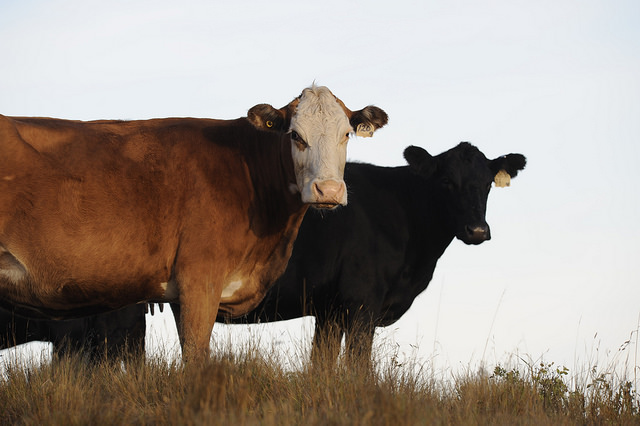 livestock_alberta