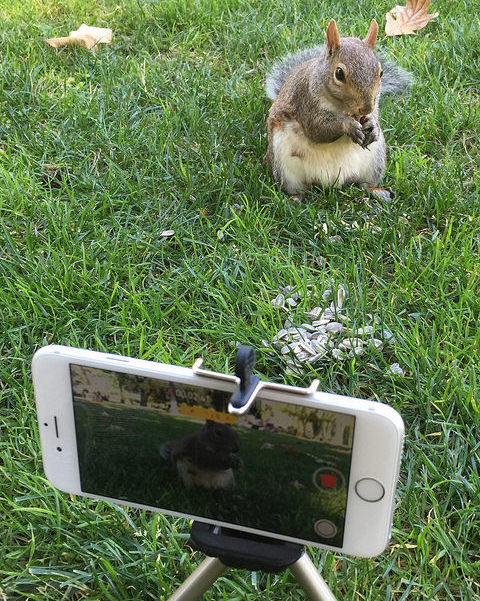 squirrel_filming