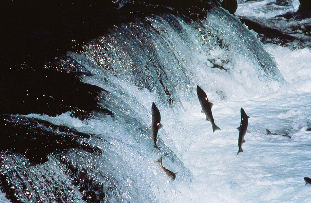 Adult Sockeye Salmon encounter a waterfall on their way up-river to spawn.