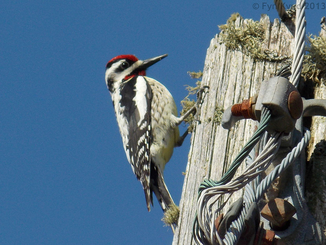 A Yellow-bellied sapsucker. Source: Fyn Kynd Photography, via Flickr.