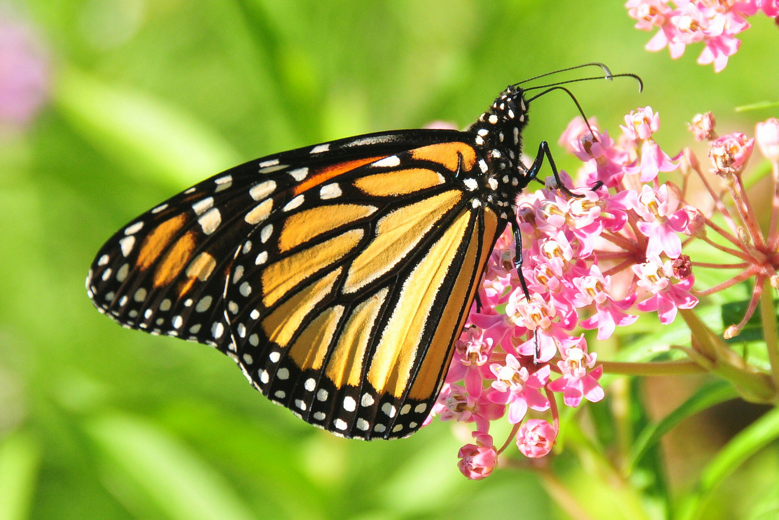 Image: Flickr/USFWS Mountain-Prairie