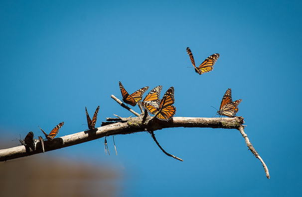 monarchs_branch