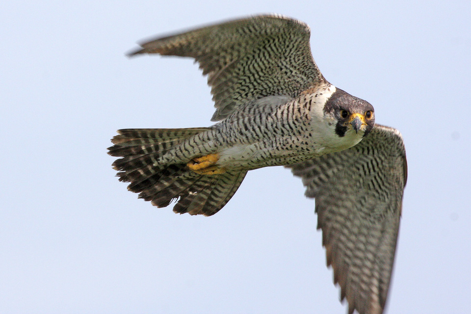 ron_knight_peregrine_falcon_falco_peregrinus