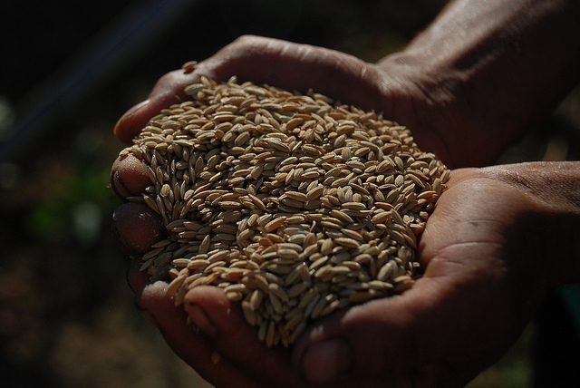 handful_seeds