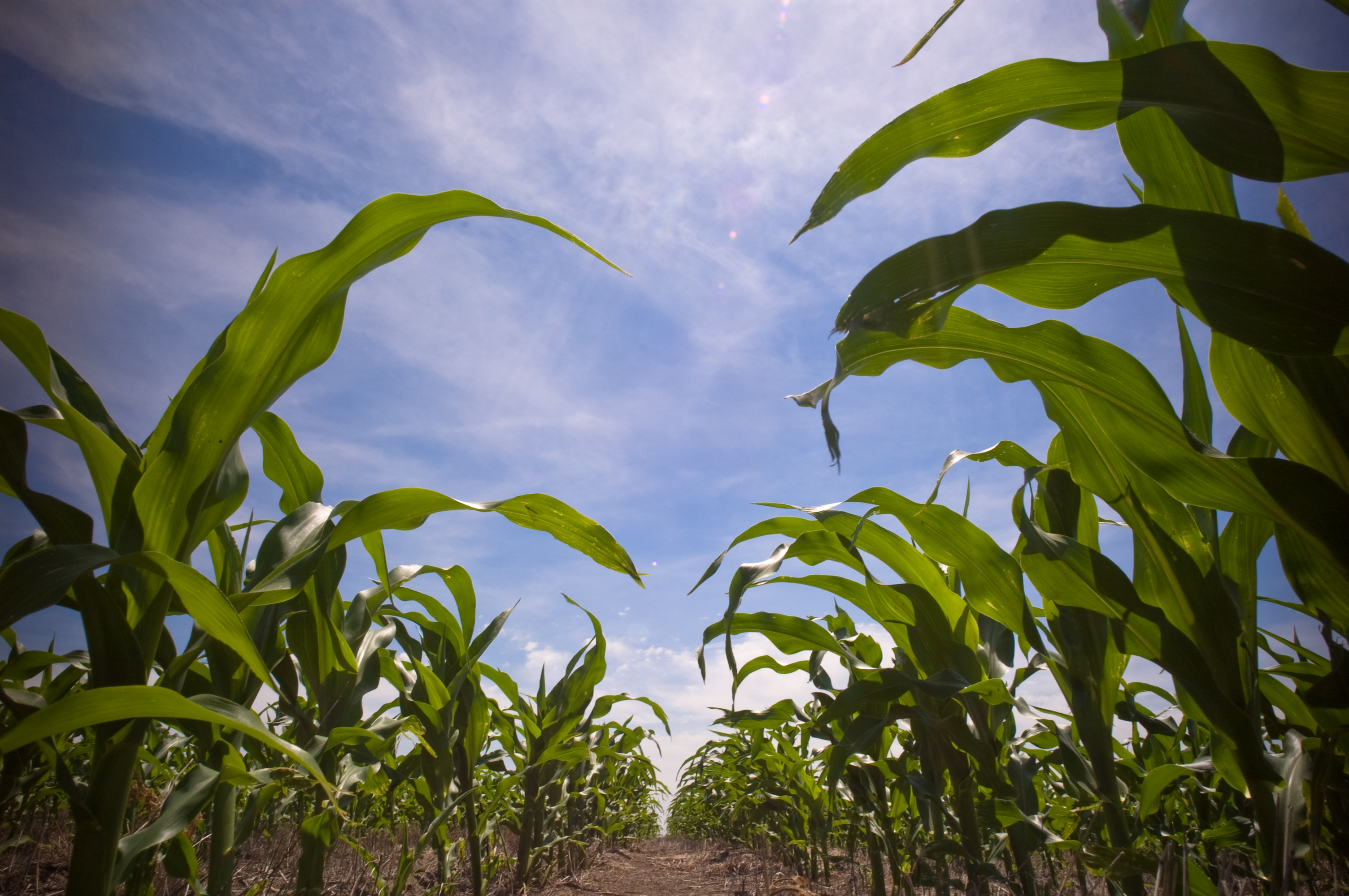 Corn field