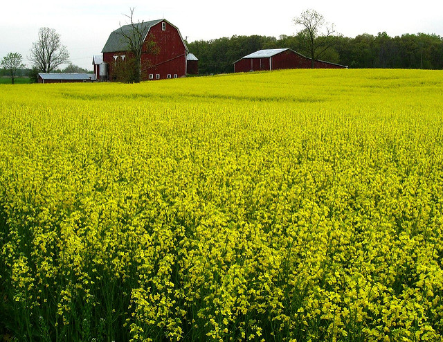 canola_field