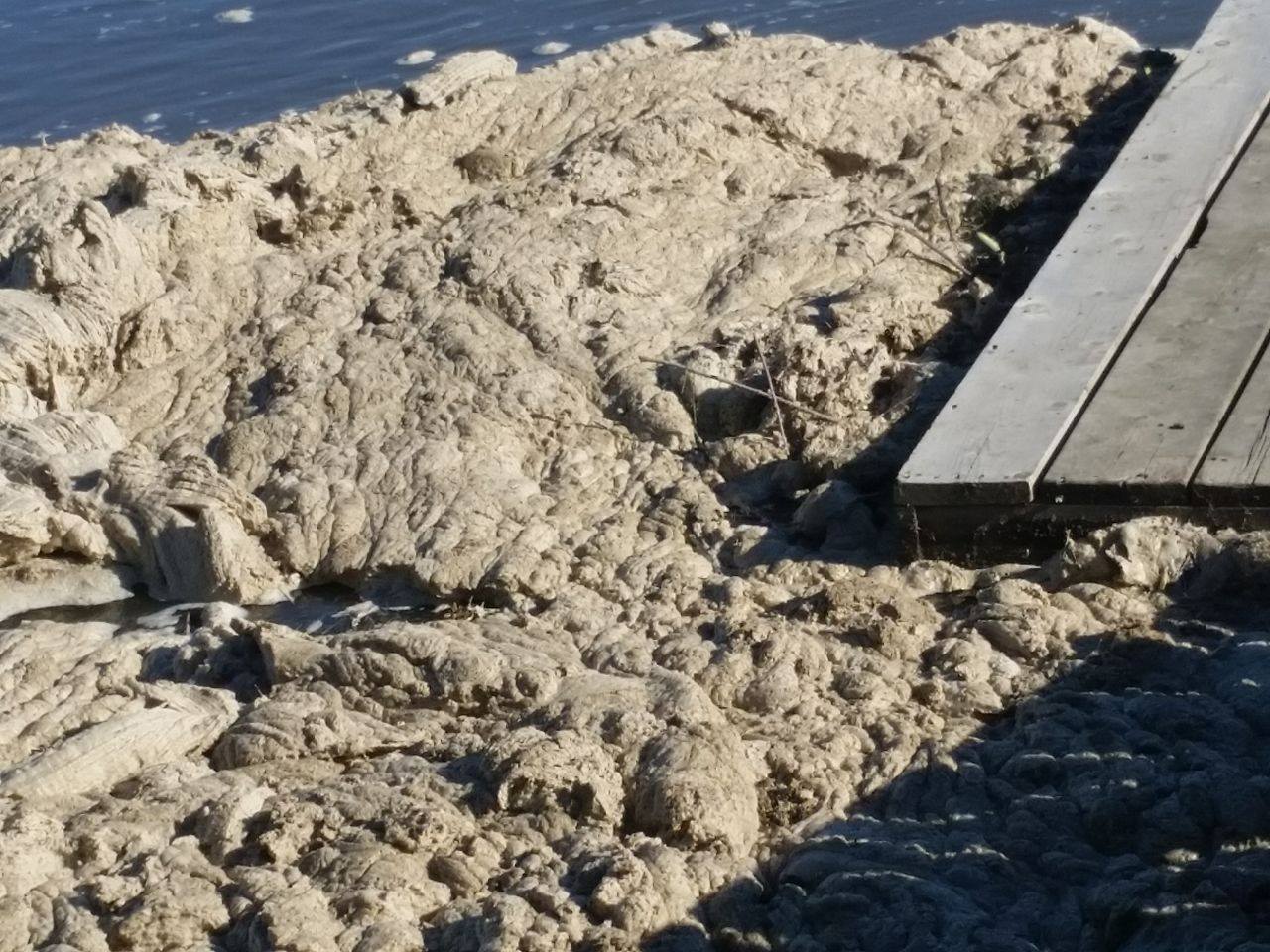 Oil from Husky Energy pipeline spill into North Saskatchewan River.  Photo: Shel