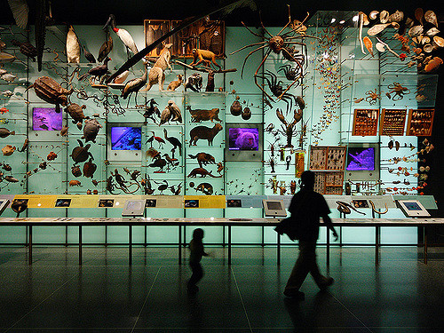 American Museum of Natural History (AMNH), Hall of Biodiversity