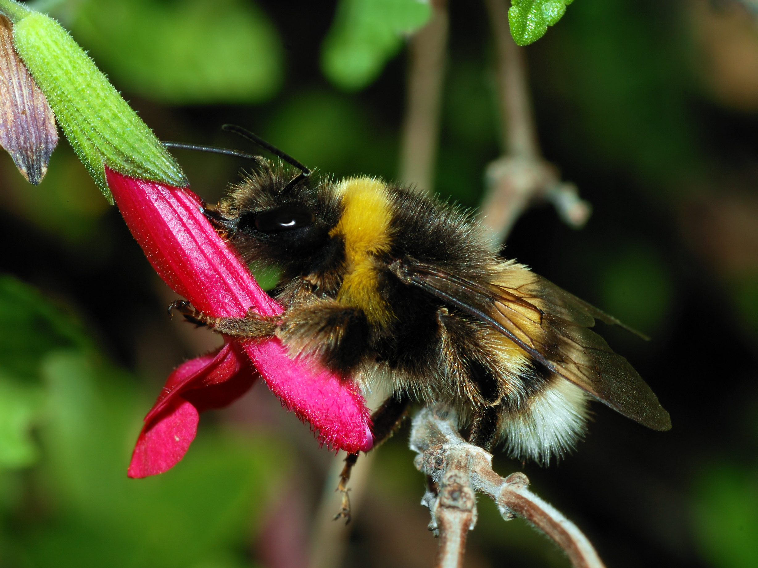 bumblebee_october_2007-3a