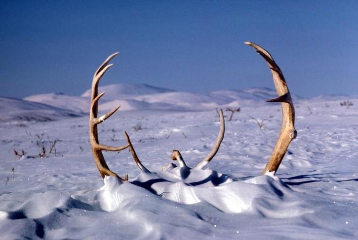 caribou antlers in the snow