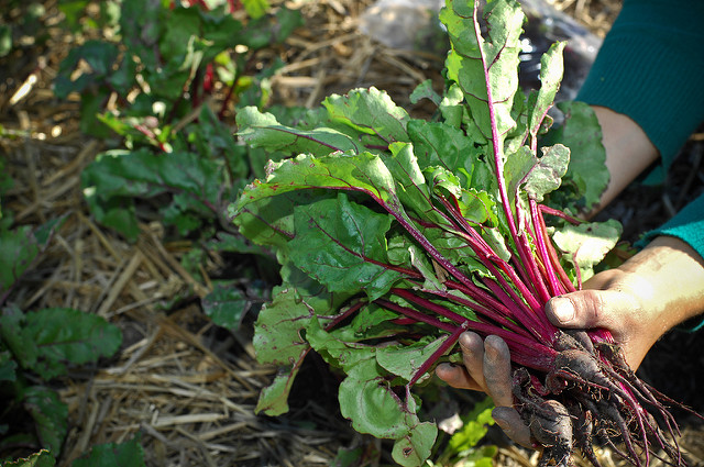 Cornucopia community garden in Calgary's Inglewood neighbourhood. Photo: Tavis F