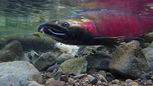 Photo credit: Bureau of Land Management Oregon and Washington