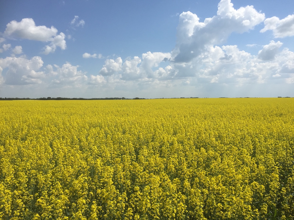 Canola