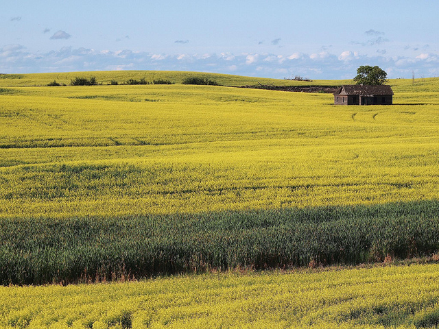 sk_canola_field