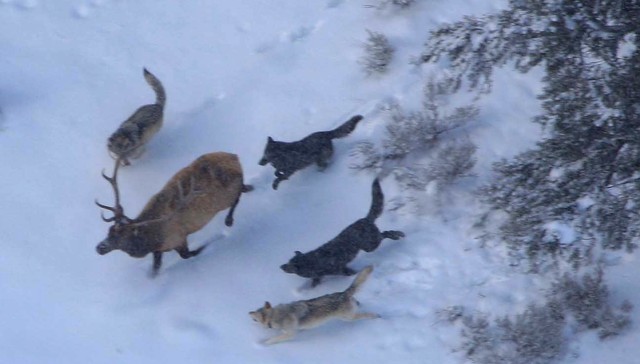 Wolves chasing bull elk.