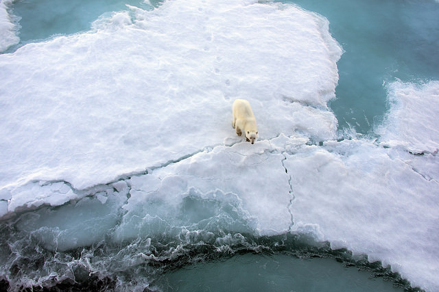 Polar Bears on Thin Ice