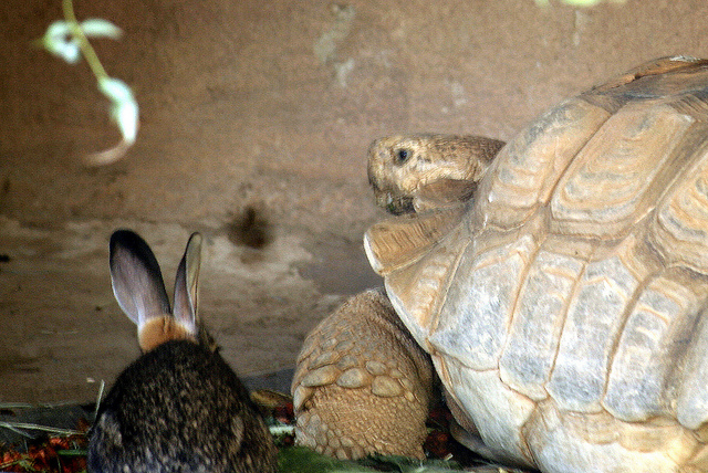 tortoise_hare