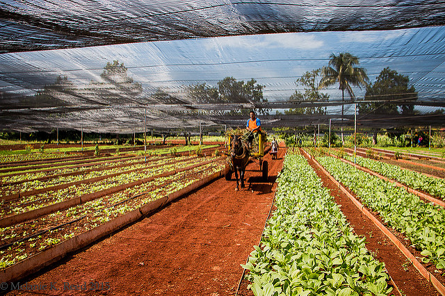 organic_farm_cuba