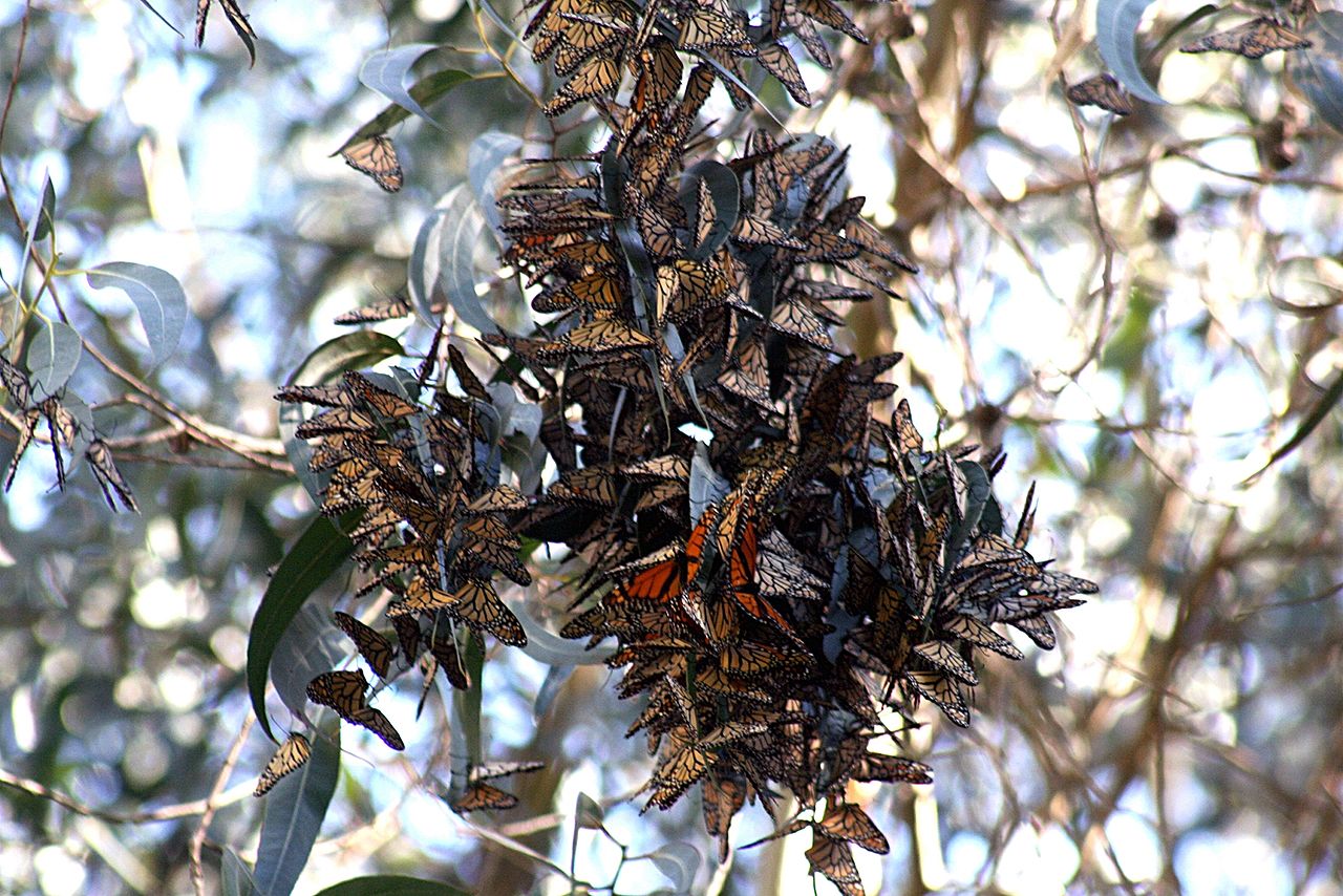 1280px-Monarch_butterflies_in_Santa_Cruz-11