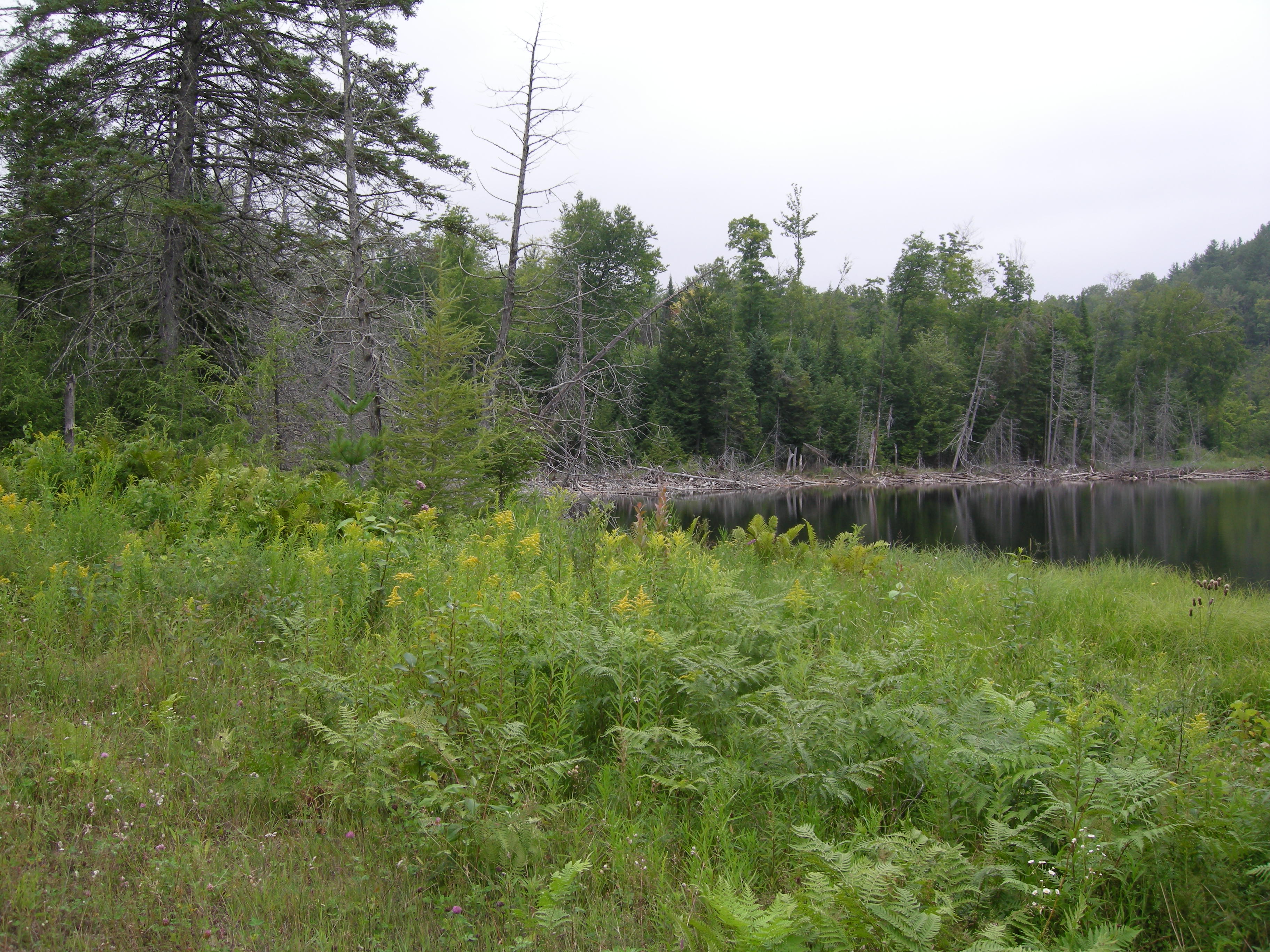 Photo: Canadian Shield, by Karl Nerenberg