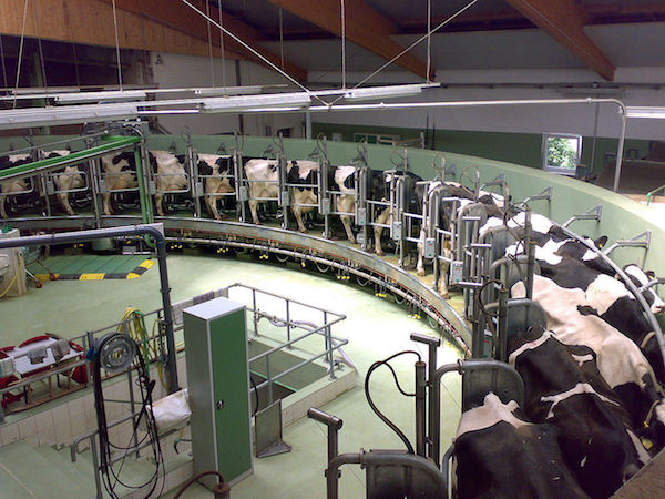 Photo: A modern U.S. dairy operation/Wikipedia