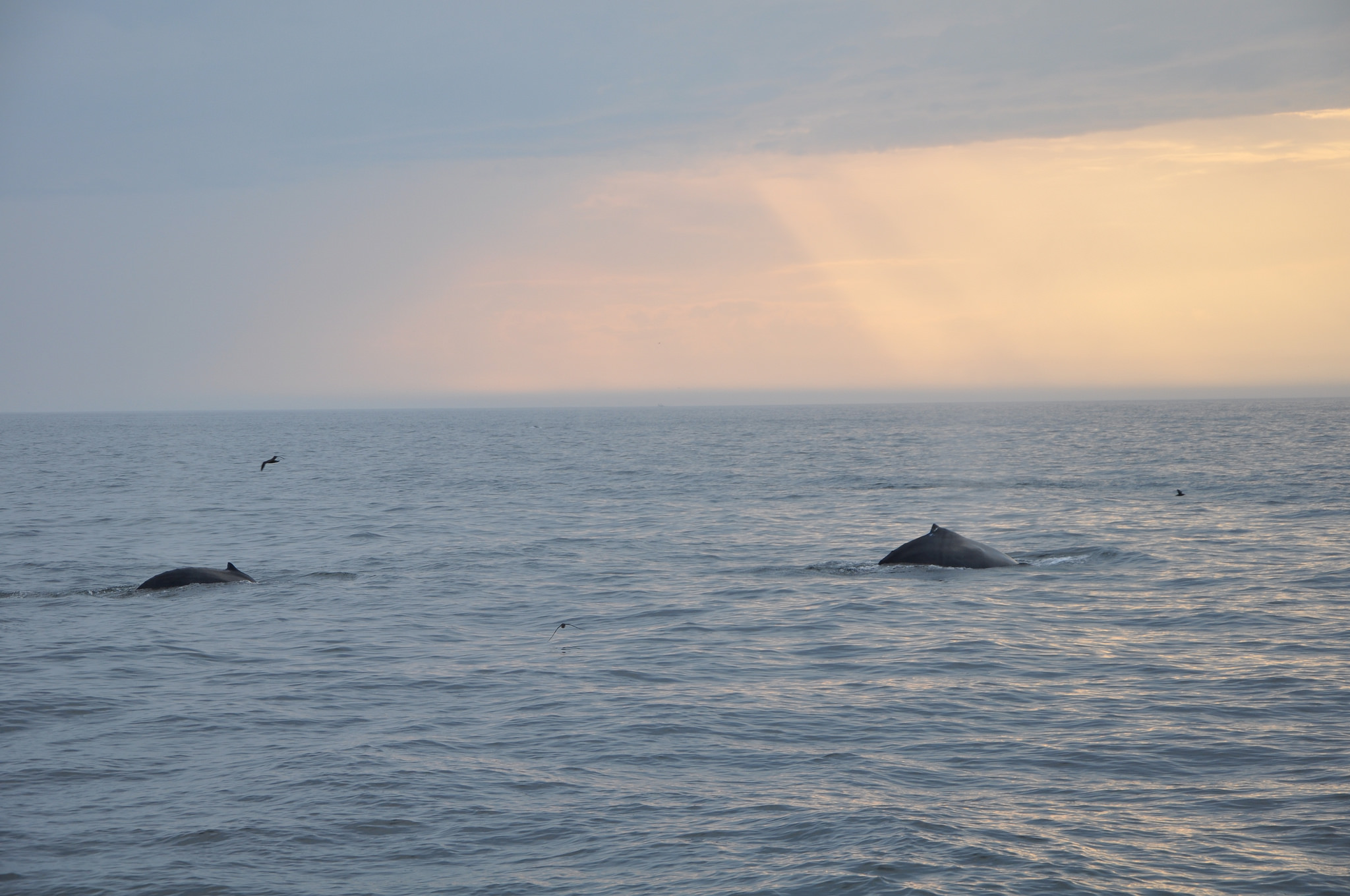 whales after a storm