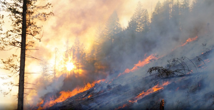 A wildfire in B.C. (Photo: B.C. Wildfire Service).