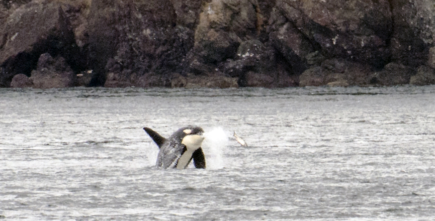 An Orca from lunging towards a salmon, just west of San Juan Island in Puget Sound. Image: Wikimedia Commons/Kevin Nichols