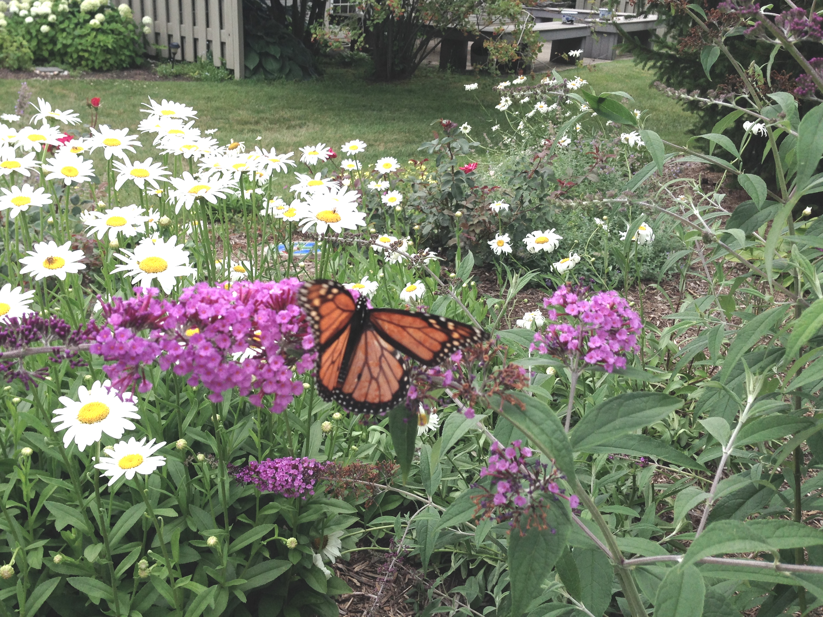 A now "rare" monarch butterfly photographed by the author's step-mother in early July. It is one from a greatly reduced North American population threatened with extinction due to the use of herbicides and climate change.