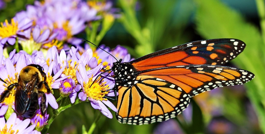 A bee and a butterfly. Image: Pixabay