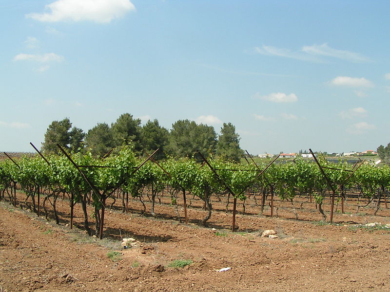 israel vineyard