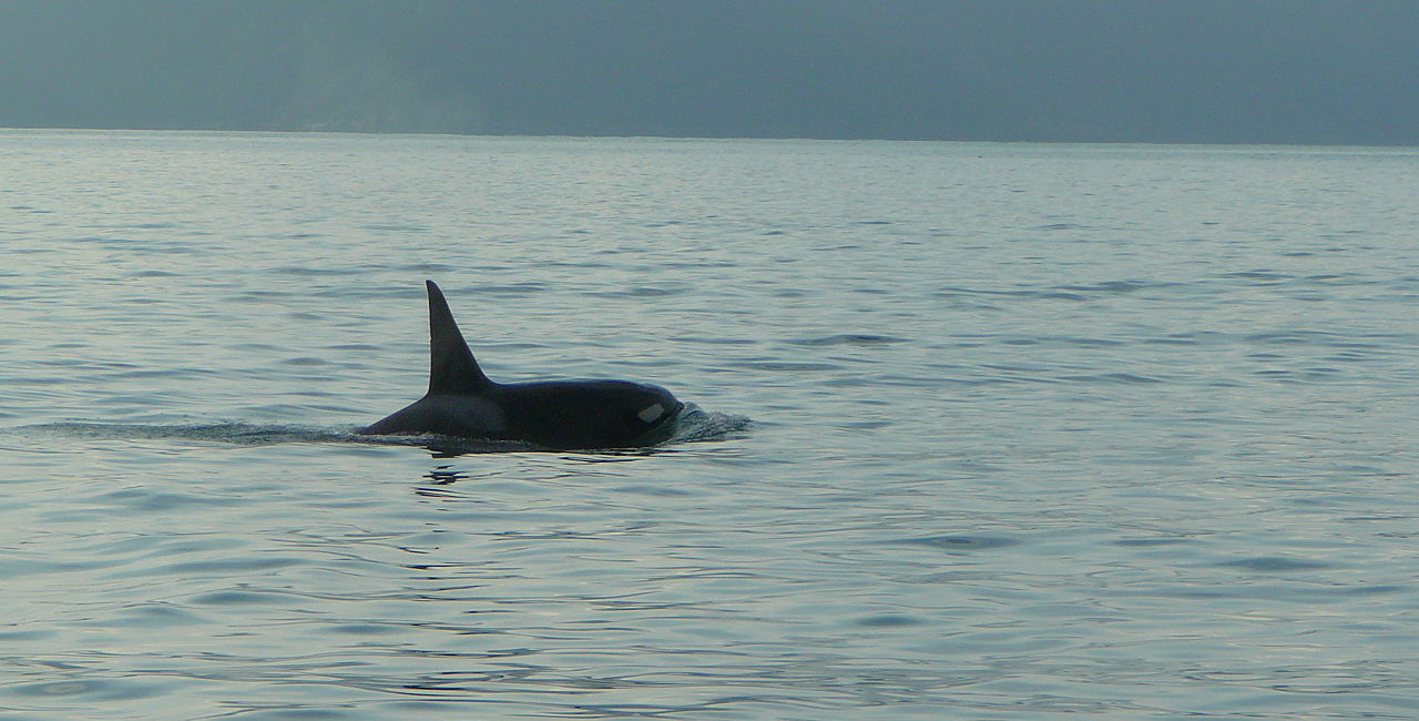 The Orca known as AT3 of the Alaska Transients. He is the last member of the AT1 pod to be born since the Exxon-Valdez spill. Image: Wikimedia Commons/Andrew Blazejewski​