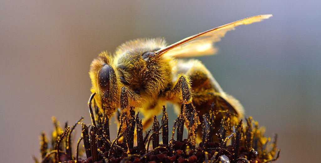 Bee collecting pollen. Image: Wikimedia Commons/Jon Sullivan