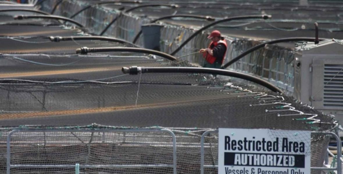 A BC fish farm. File photo