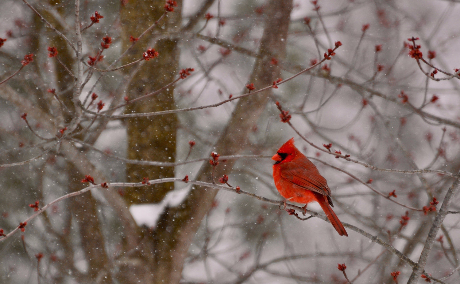 Cardinal in the maple tree. Photo: Julie Falk/flickr