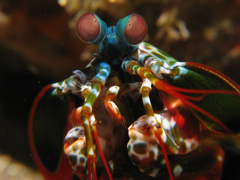 Mantis shrimp. Photo: Silke Baron/flickr