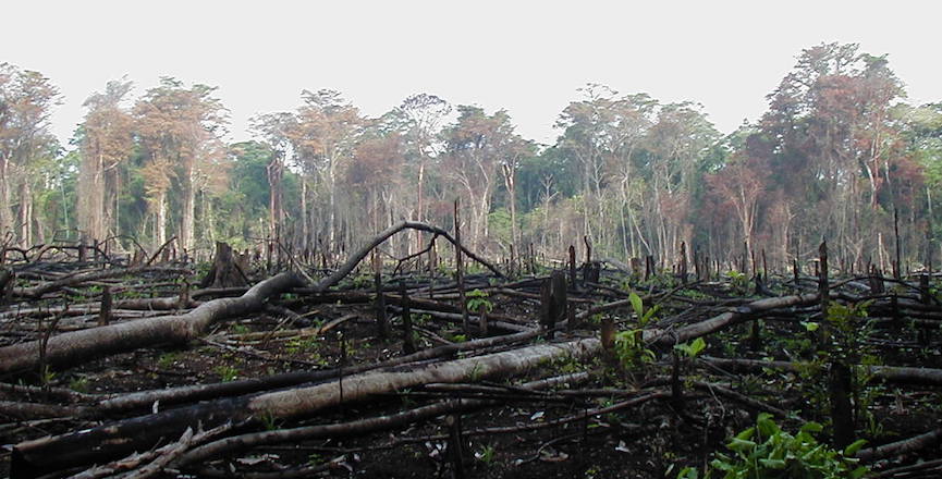 Jungle burned for agriculture in southern Mexico. Image: Jami Dwyer/Wikimedia Commons