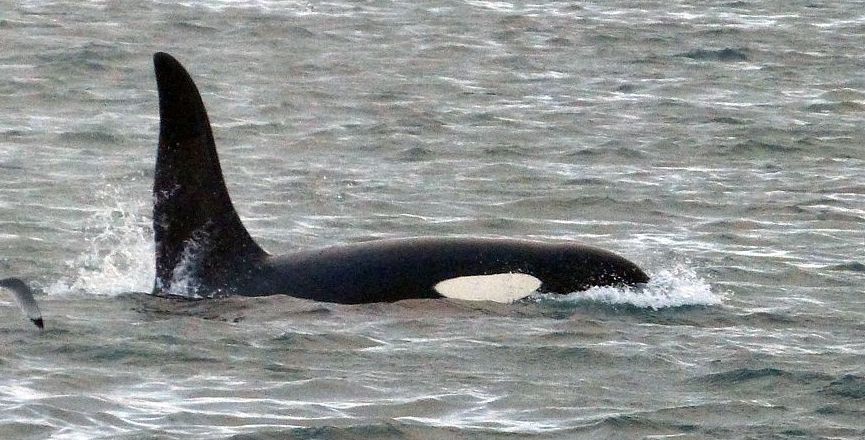 Orca whale. Image: Gail Hampshire/Wikimedia Commons