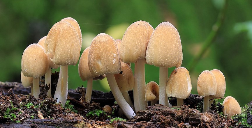 Mushrooms. Image: Stu's Images/Wikimedia Commons