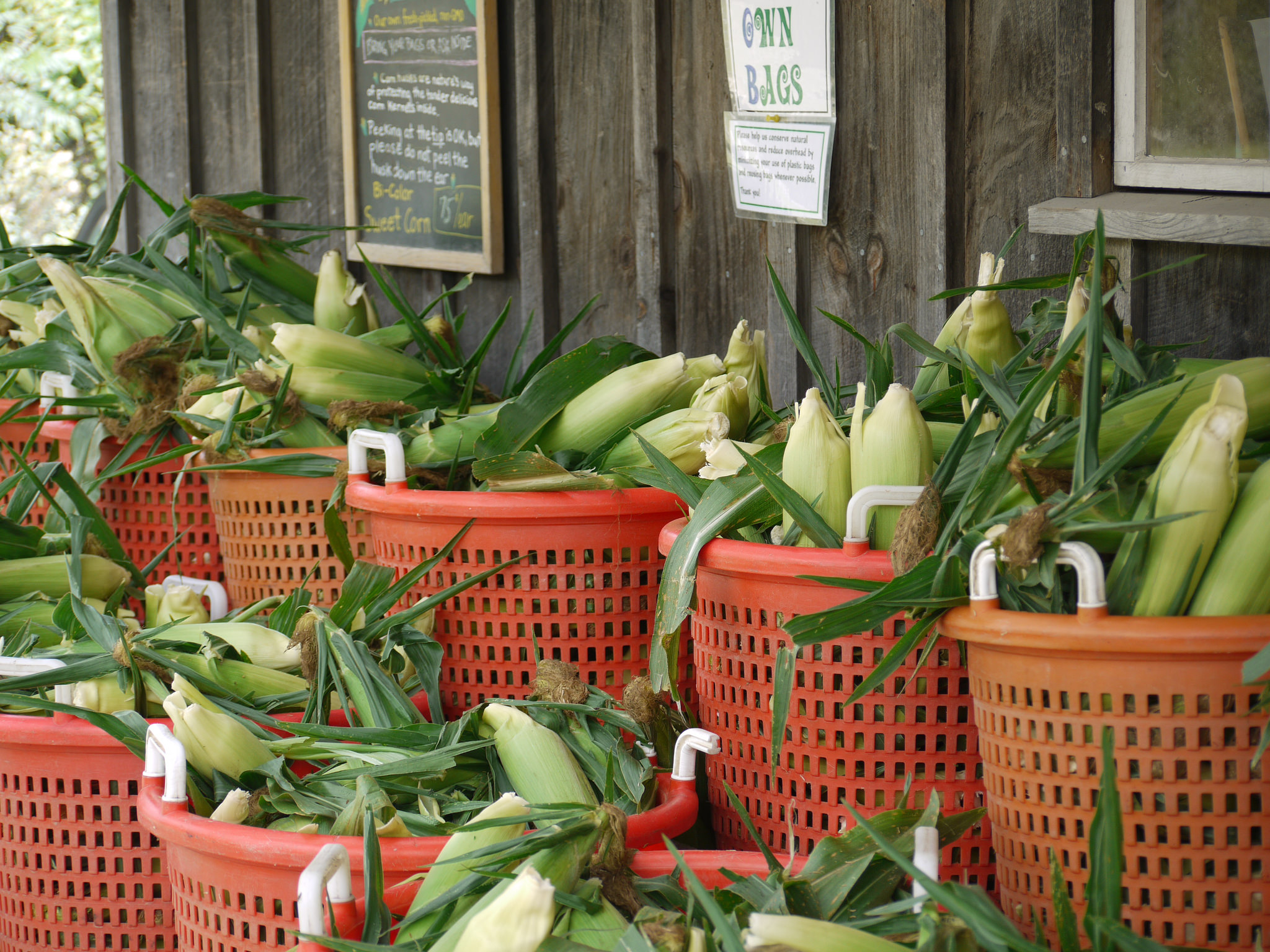 Baskets of corn. Photo: Rebecca Siegel