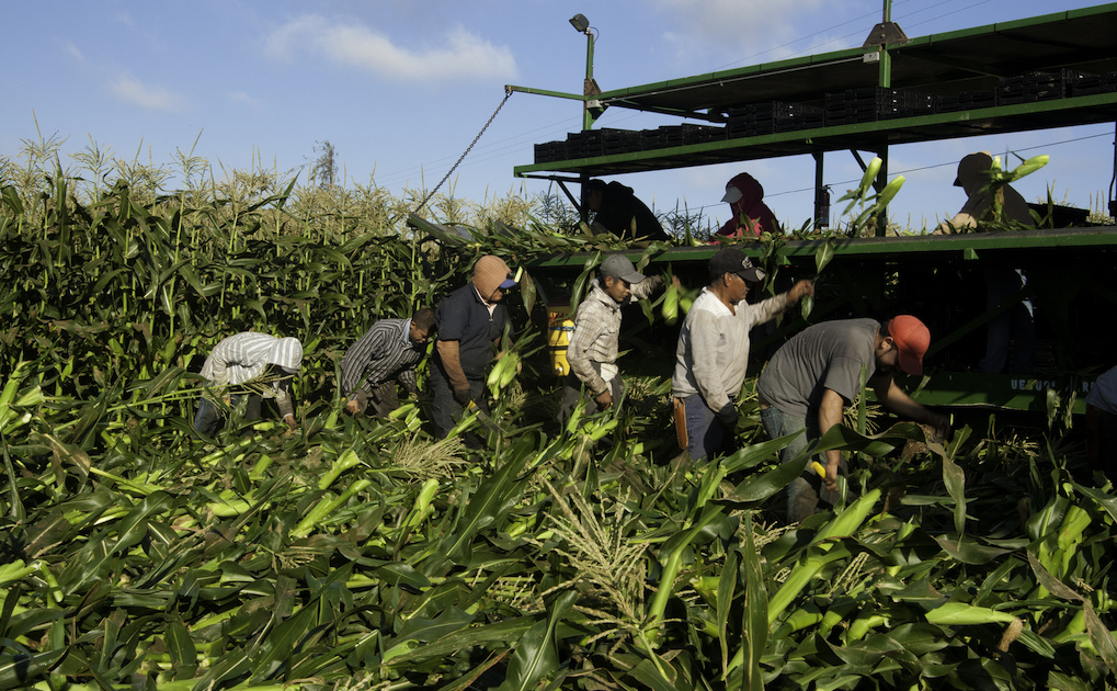 Migrant workers harvest corn. Photo: Bob Nichols/U.S. Department of Agriculture/Flickr